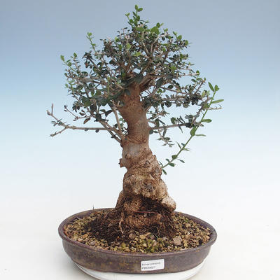 Kryty bonsai - Olea europaea sylvestris -Oliva Europejski mały liść PB220627 - 1