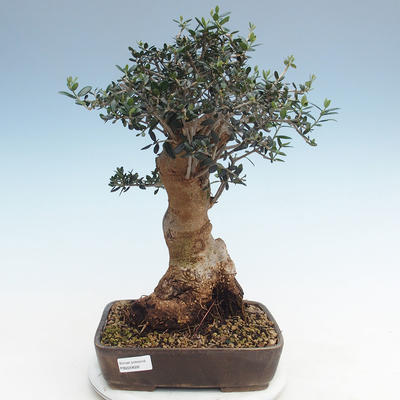 Kryty bonsai - Olea europaea sylvestris -Oliva Europejski mały liść PB220628 - 1