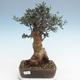 Kryty bonsai - Olea europaea sylvestris -Oliva Europejski mały liść PB220628 - 1/5