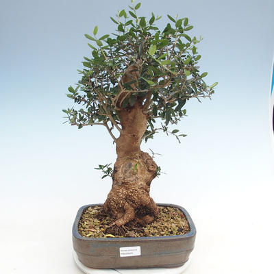 Kryty bonsai - Olea europaea sylvestris -Oliva Europejski mały liść PB220629 - 1