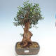 Kryty bonsai - Olea europaea sylvestris -Oliva Europejski mały liść PB220629 - 1/5