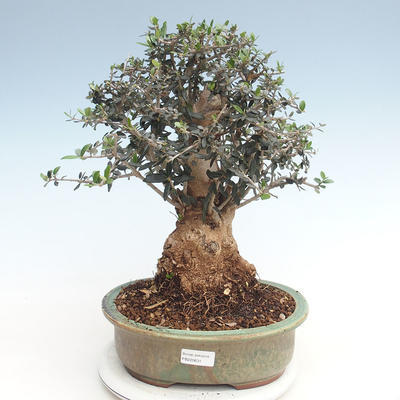 Kryty bonsai - Olea europaea sylvestris -Oliva Europejski mały liść PB220631 - 1