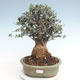 Kryty bonsai - Olea europaea sylvestris -Oliva Europejski mały liść PB220631 - 1/5