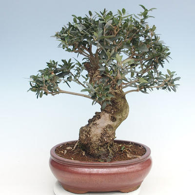 Kryty bonsai - Olea europaea sylvestris -Oliva Europejski mały liść PB220635 - 1