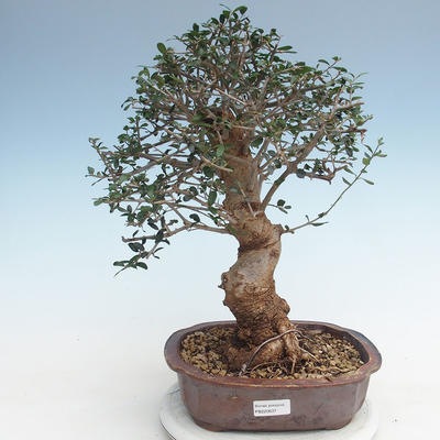 Kryty bonsai - Olea europaea sylvestris -Oliva Europejski mały liść PB220637 - 1