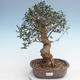 Kryty bonsai - Olea europaea sylvestris -Oliva Europejski mały liść PB220637 - 1/5