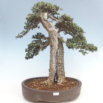 Kryty bonsai - Olea europaea sylvestris -Oliva Europejski mały liść PB220640 - 1