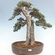 Kryty bonsai - Olea europaea sylvestris -Oliva Europejski mały liść PB220640 - 1/7