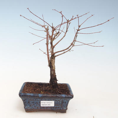 Outdoor Bonsai - Metasequoia glyptostroboides - Chinese Metasquoia VB2020-265 - 1
