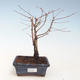 Outdoor Bonsai - Metasequoia glyptostroboides - Chinese Metasquoia VB2020-265 - 1/2
