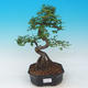 bonsai Room - Ulmus parvifolia - Malolistý wiąz - 1/3