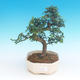 Kryte bonsai - Ulmus parvifolia - Mały wiąz - 1/3