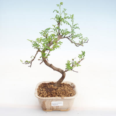 Kryty bonsai - Zantoxylum piperitum - Drzewo papryki PB22074 - 1