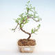 Kryty bonsai - Zantoxylum piperitum - Drzewo papryki PB22074 - 1/4
