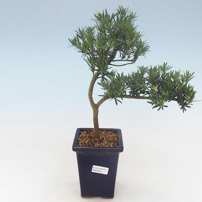 Kryty bonsai - Podocarpus - Cis kamienny PB220762