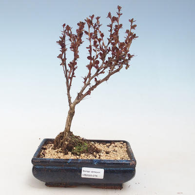 Outdoor bonsai - Berberis thunbergii Atropurpureum - Barberry VB2020-276 - 1