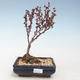 Outdoor bonsai - Berberis thunbergii Atropurpureum - Barberry VB2020-276 - 1/2