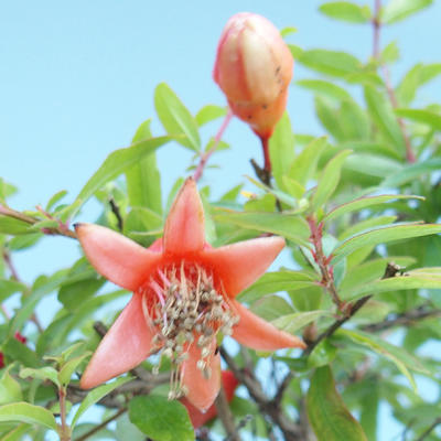 Kryty bonsai-PUNICA granatum nana-Pomegranate PB2201078 - 1