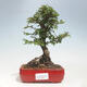 Outdoor bonsai - Zelkova - Zelkova NIRE - 1/5