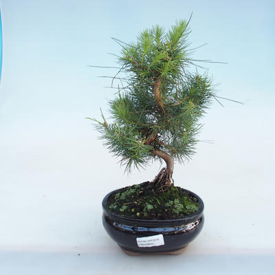 Kryty sosna bonsai-Pinus halepensis-Aleppo PB220802