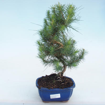 Kryty sosna bonsai-Pinus halepensis-Aleppo PB220803