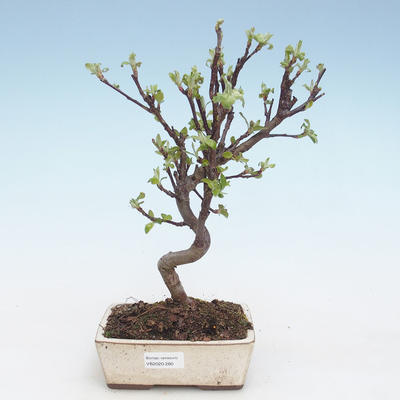 Outdoor bonsai - Malus halliana - Małe jabłko VB2020-280 - 1