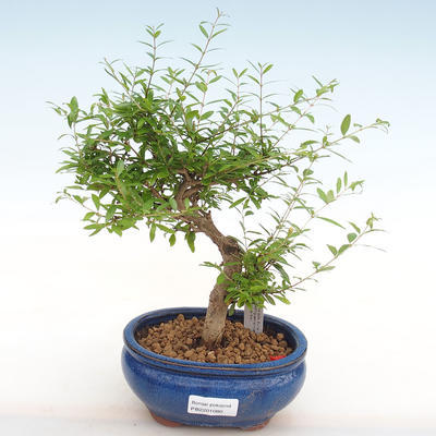 Kryty bonsai-PUNICA granatum nana-Pomegranate PB2201080 - 1