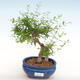Kryty bonsai-PUNICA granatum nana-Pomegranate PB2201080 - 1/3