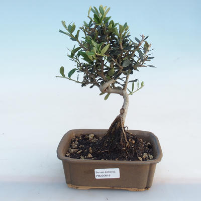 Kryty bonsai - Olea europaea sylvestris - Oliwka europejska drobnolistna IV220816 - 1