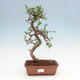 Kryty bonsai - Portulakaria Afra - Tlustice - 1/2