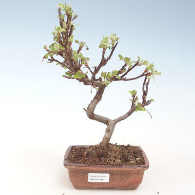 Outdoor bonsai - Malus halliana - Małe jabłko VB2020-286 - 1
