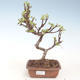 Outdoor bonsai - Malus halliana - Małe jabłko VB2020-286 - 1/4