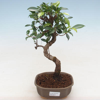 Indoor bonsai - Ficus kimmen - ficus drobnolistny PB220870
