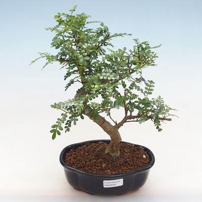 Kryty bonsai - Zantoxylum piperitum - Pieprz PB220879 - 1