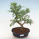 Kryty bonsai - Zantoxylum piperitum - Pieprz PB220879 - 1/4
