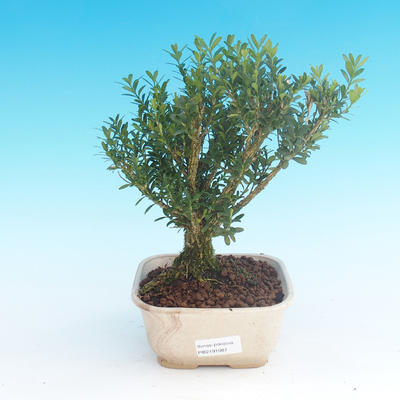 Pokój bonsai - Buxus harlandii-korek buxus - 1