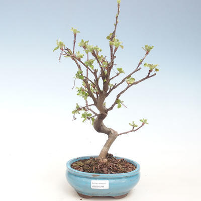 Outdoor bonsai - Malus halliana - Małe jabłko VB2020-288 - 1
