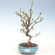 Outdoor bonsai - Malus halliana - Małe jabłko VB2020-288 - 1/4