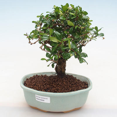 Kryty bonsai - Carmona macrophylla - herbata Fuki PB220899 - 1