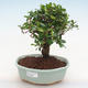 Kryty bonsai - Carmona macrophylla - herbata Fuki PB220899 - 1/5