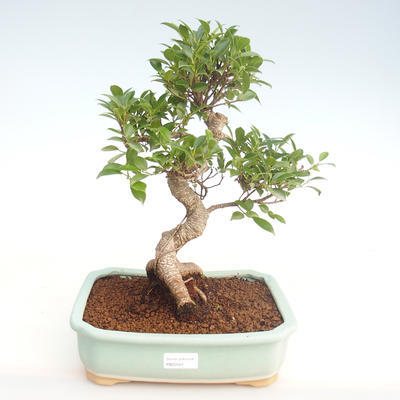 Kryty bonsai - Ficus retusa - ficus mały liść PB22081 - 1