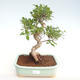Kryty bonsai - Ficus retusa - ficus mały liść PB22081 - 1/2
