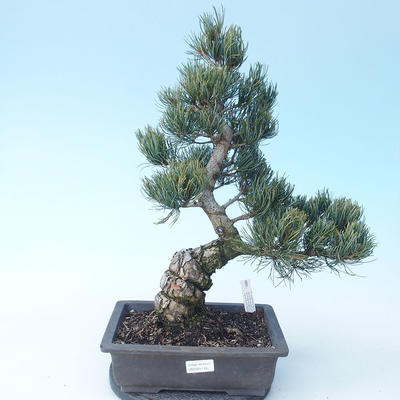 Pinus parviflora - Sosna drobnokwiatowa VB2020-118 - 1