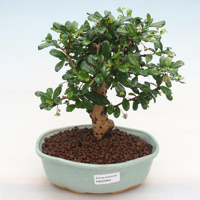 Kryty bonsai - Carmona macrophylla - herbata Fuki PB220904 - 1