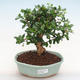 Kryty bonsai - Carmona macrophylla - herbata Fuki PB220904 - 1/5