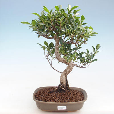 Kryty bonsai - Ficus retusa - figowiec drobnolistny PB220907 - 1