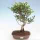 Kryty bonsai - Ficus retusa - figowiec drobnolistny PB220907 - 1/2
