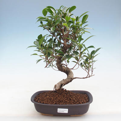 Kryty bonsai - Ficus retusa - figowiec drobnolistny PB220908 - 1