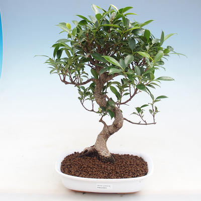 Kryty bonsai - Ficus retusa - figowiec drobnolistny PB220909 - 1
