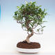 Kryty bonsai - Ficus retusa - figowiec drobnolistny PB220909 - 1/2